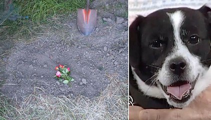 Esta família enterrou o seu cão... Mas 14 horas depois... Ele apareceu de pé à porta de casa!