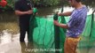 Amazing Crab Trap - How to Catch Crabs useing the Net in cambodia