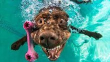 Cães Na Piscina