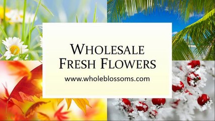 Wholesale Fresh Flowers - www.wholeblossoms.com