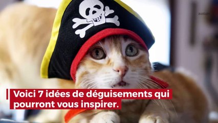 Halloween : les animaux aussi se déguisent