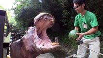 Un hippopotame croque une pastèque d'un seul coup ! Par Flash Actu