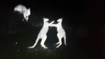 Kangaroo fight caught on police infrared camera