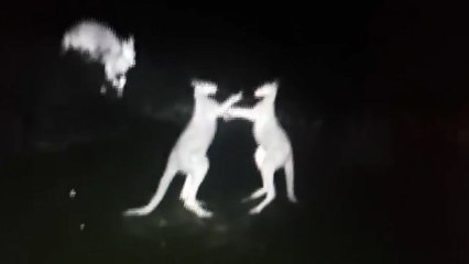 Kangaroo fight caught on police infrared camera