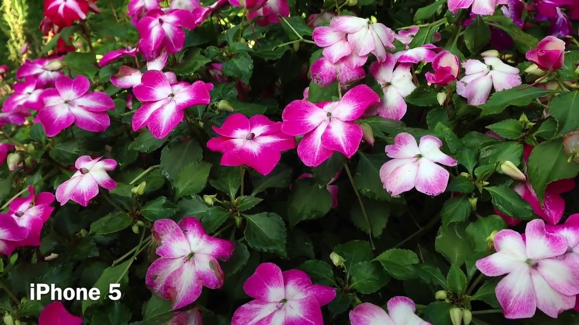 ⁣How To Film Like A Pro On iPhone & iPad - Filmic Pro Tutorial