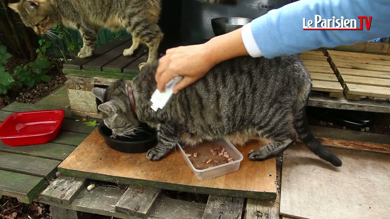 Un livre pour sauver les chats errants
