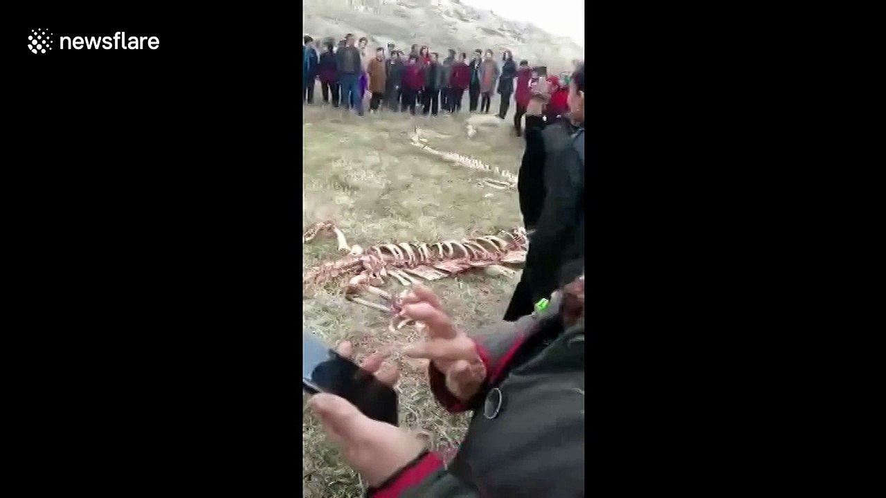65ft-long 'dragon' skeleton found by Chinese villagers