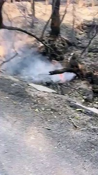 Ils retrouvent leur chien après un feu de forêt (Californie)