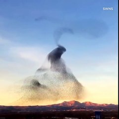 Download Video: Ces nuées d'oiseaux forment un dessin magnifique dans la ciel...