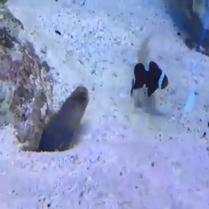 Un poisson se fait pourrir la vie par un autre poisson.. L'un creuse, l'autre recouvre!