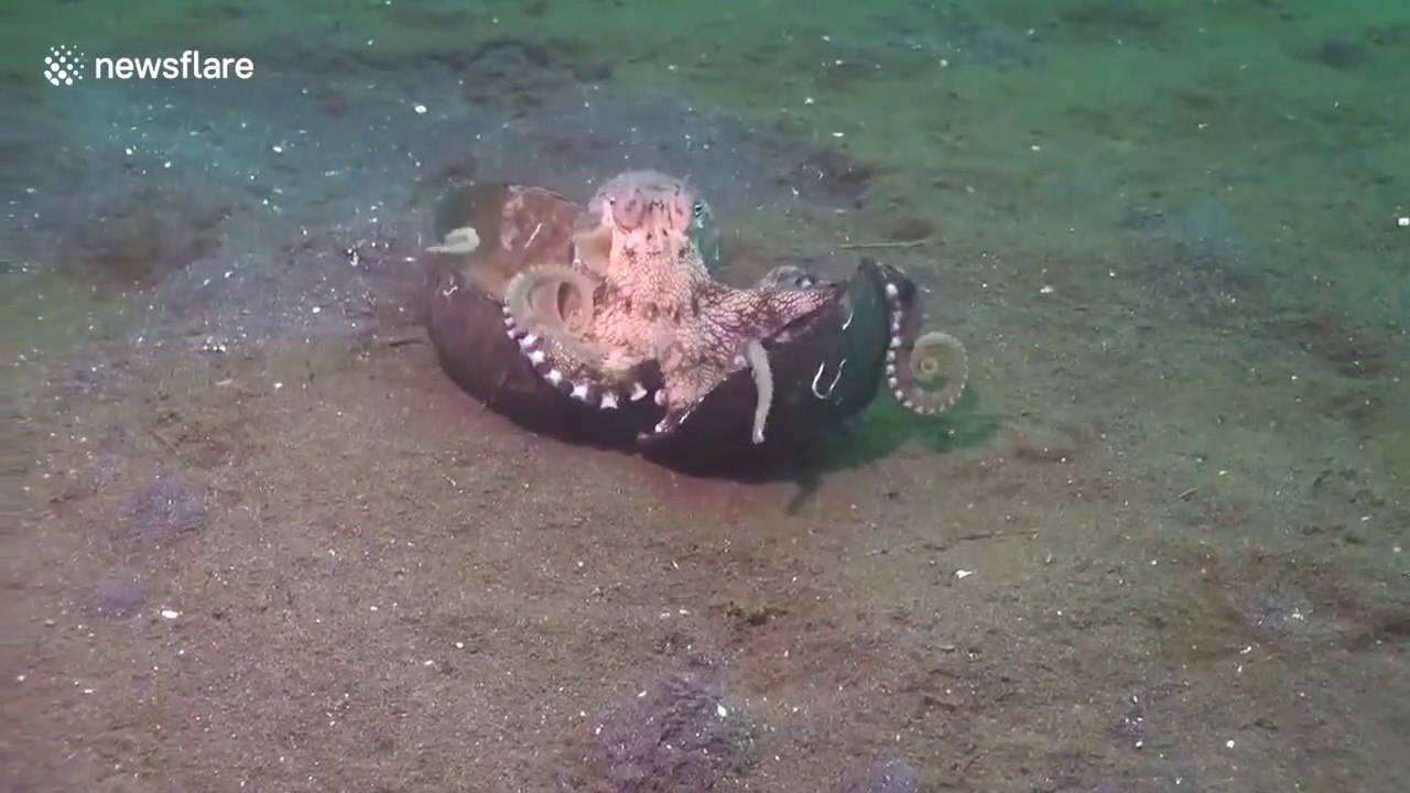 Ce poulpe a trouvé une méthode incroyable pour se protéger des prédateurs : une noix de coco!