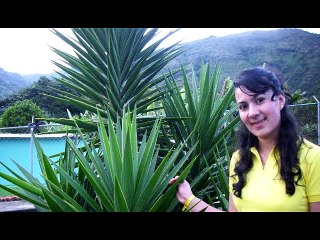 Música Campesina - Joseito el Picaron (DRA) - Los Inolvidables del Sur - Jesús Méndez Producciones