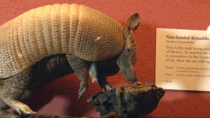 Armadillos' migration to northern US thought to be sign of climate change