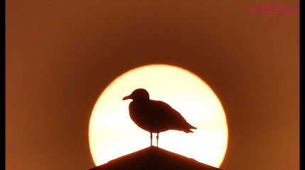 Soleil rouge, physalies échouées, ciel jaune : les images étonnantes de l'ouragan Ophelia