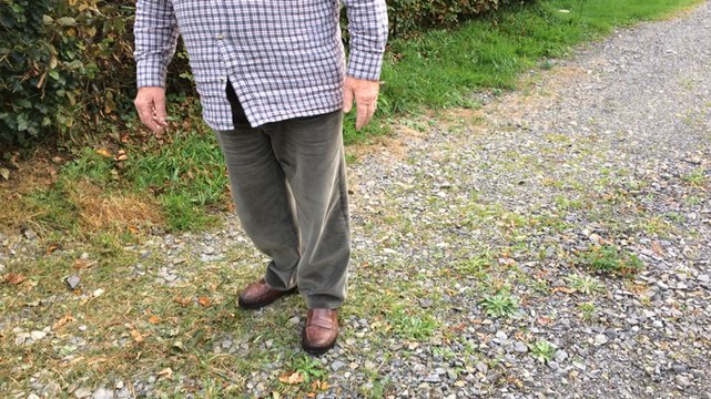 Attaque de frelons asiatiques