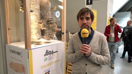 La Boite à Champignons, une entreprise de l'Economie Sociale et Solidaire (TV)