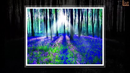 hinh anh hoa ghep mp4