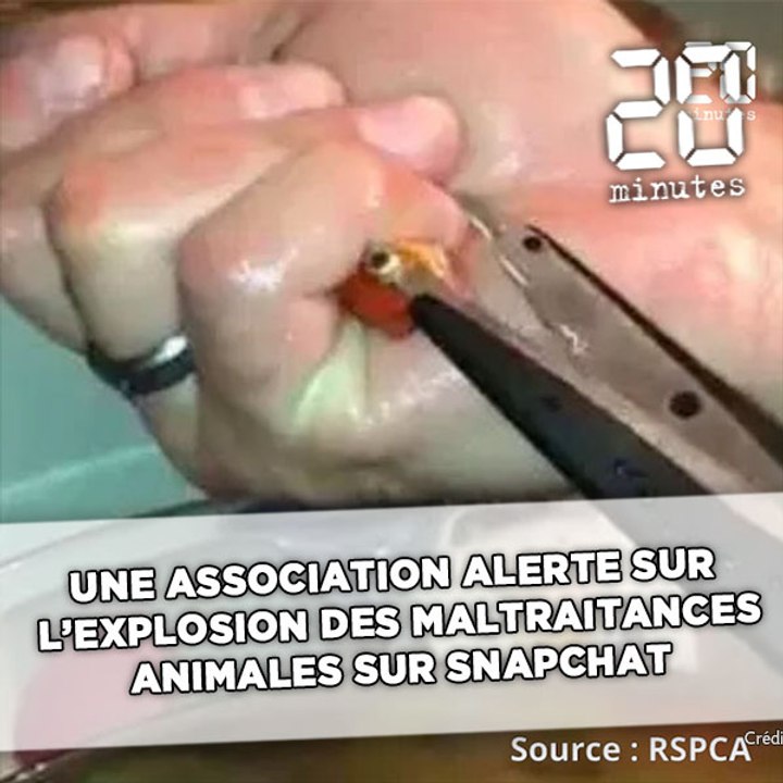 Grande-Bretagne: Une association alerte sur l’explosion des maltraitances animales sur Snapchat