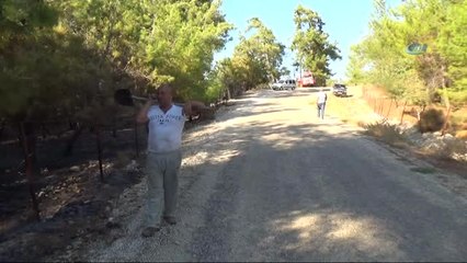 Antalya'da Orman Yangını...150 Adet Zeytin Ağacı Yandı