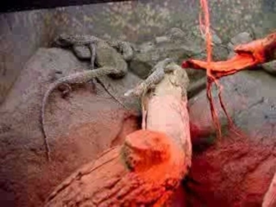 Komodo Dragon Babies