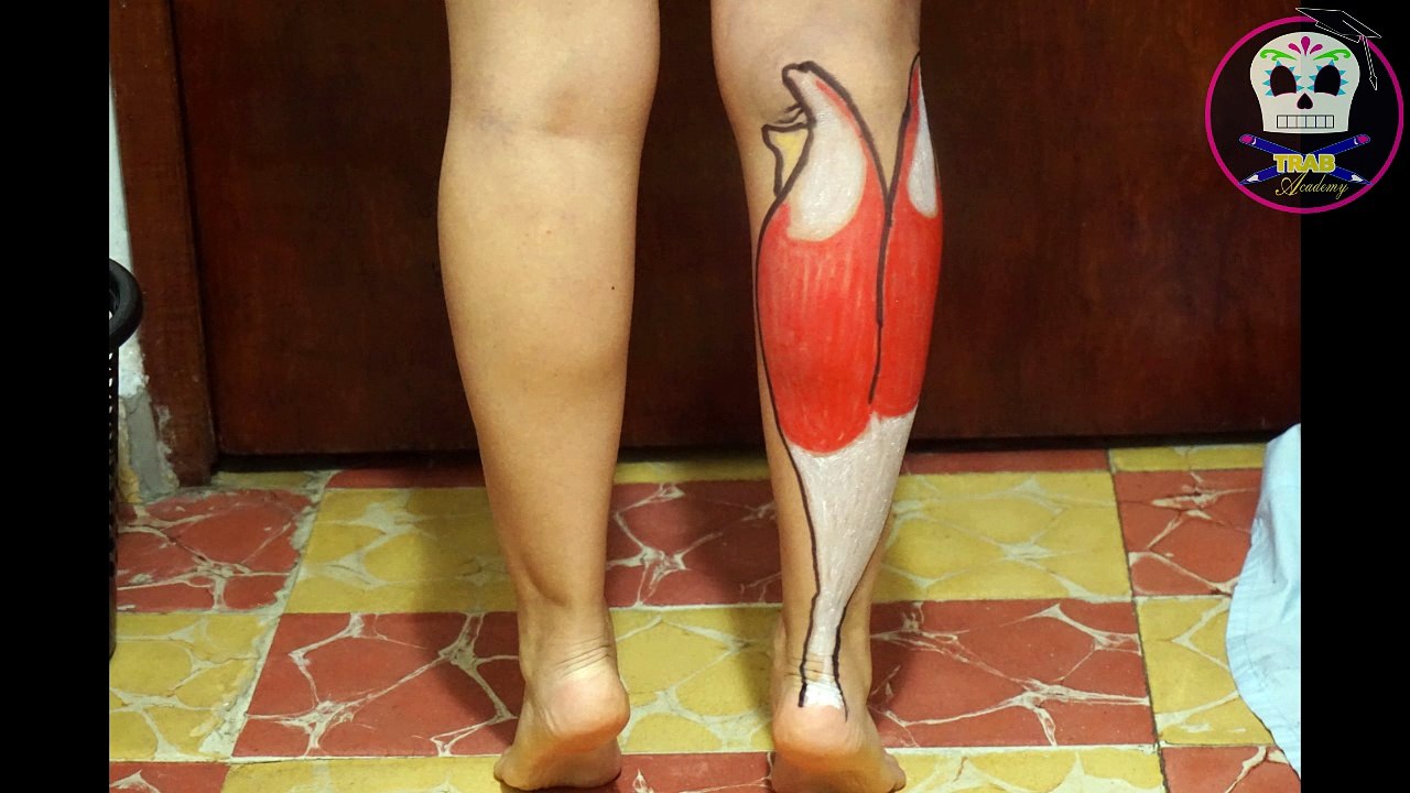 Gastrocnemios o Gemelos/ Anatomía