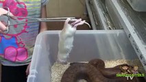 10 Yr. Old Girl - Feeds Her Pet Snakes!