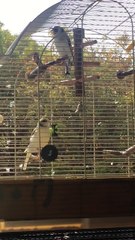 Le Repassage du Chant Chardonneret Agate de : Djé Do