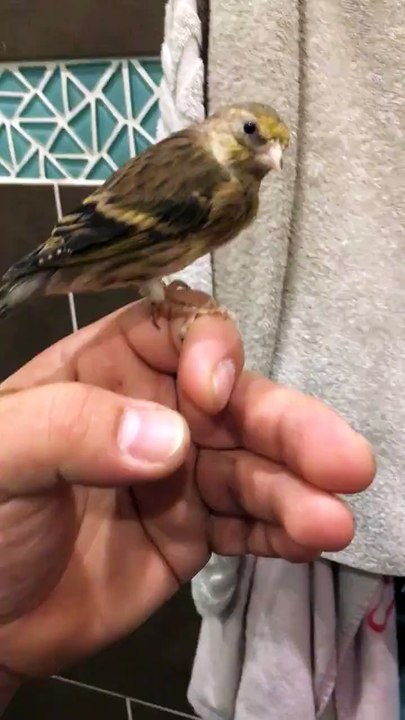 Petit jeune Mulet Mâle ou femelle ذكر أونثى : Adim Almeda