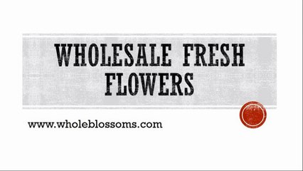 Wholesale Fresh Flowers - www.wholeblossoms.com