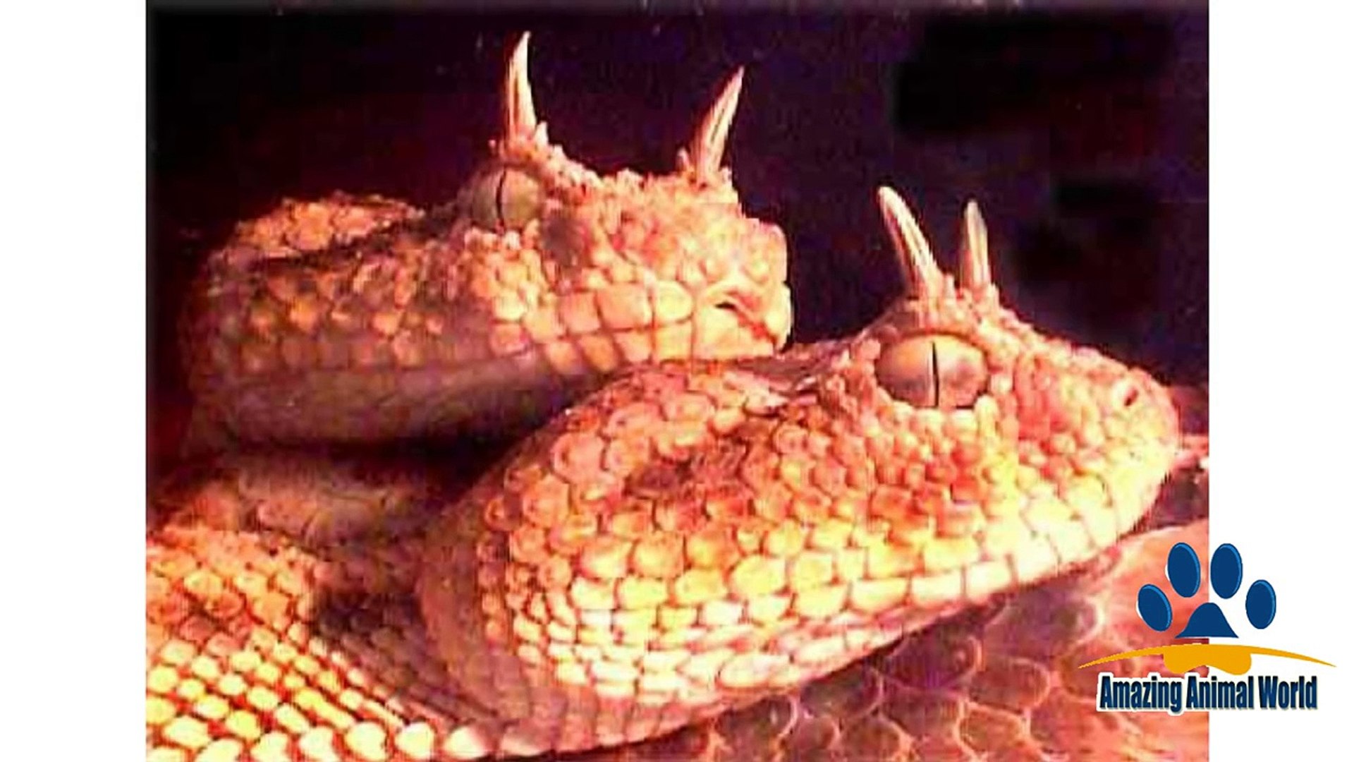 ⁣Top 10 Animals in The Sahara Desert - Endangered & Unique Animals