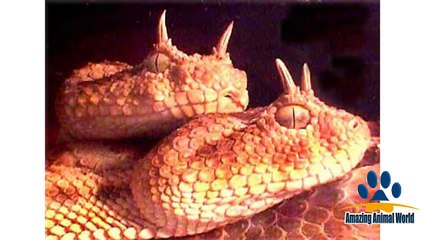 Top 10 Animals in The Sahara Desert - Endangered & Unique Animals