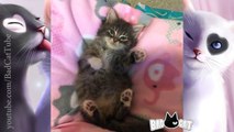 Adorable Kittens Compilation - Super Tiny and Cute Kittens Compilation 2016