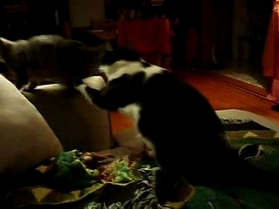 Cat wrestling