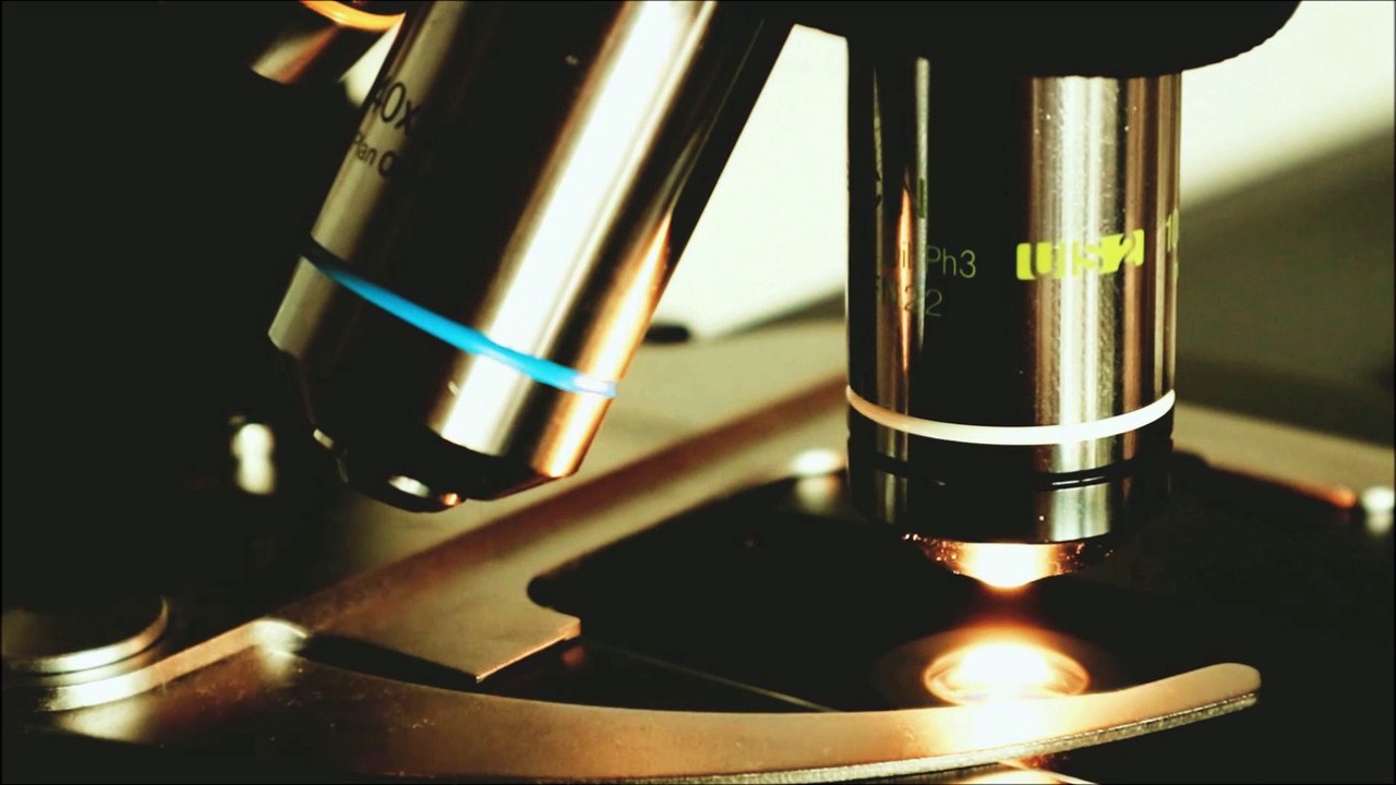 Immune cell finds trash in human blood