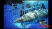 MEGALODONES Y TIBURONES: Tiburones Gigantes - Tiburones gigantes reales