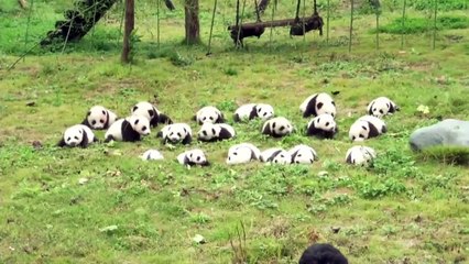 36 panda cubs born in 2017 make their first public appearance in southwest China