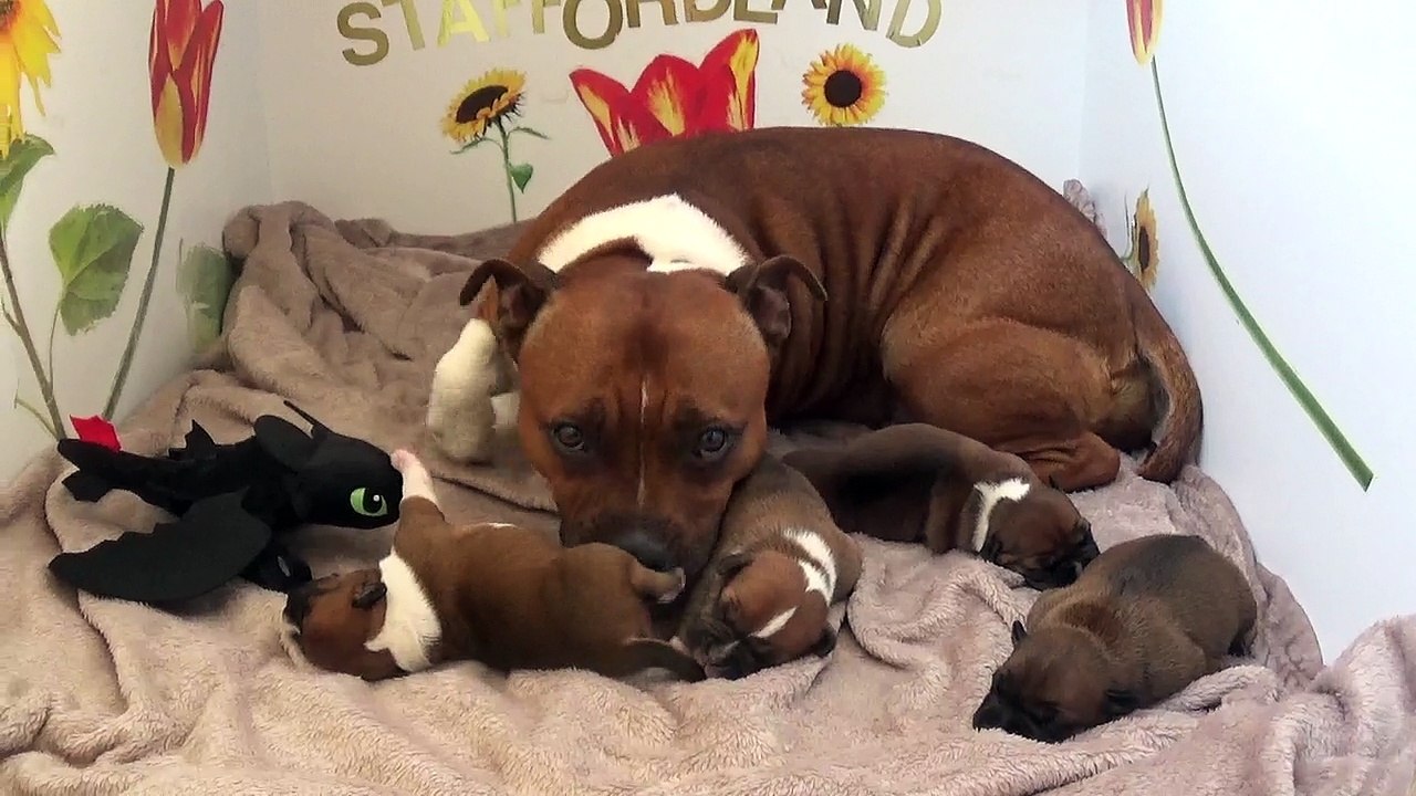 1ère Vidéo Chiot de la 30ème portée de STAFFORDLAND
