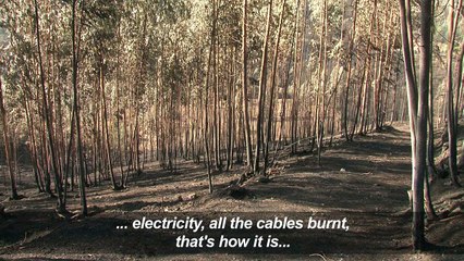 Wildfire toll hits 37 in Portugal