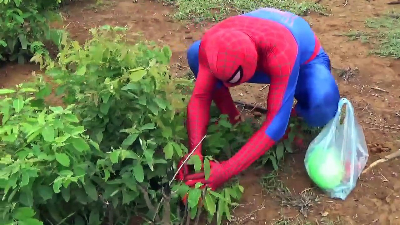 Người Nhện Và Ác Quỷ Săn Trứng Khủng Long Khổng Lồ - Bóc Trứng Khủng Long - Dinosaur surprise eggs