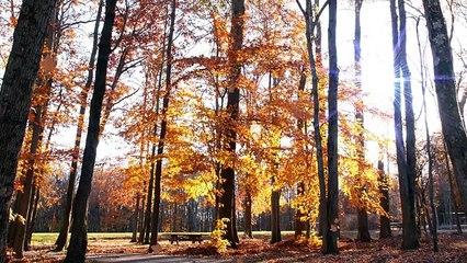 Mandela Effect, DMT, Simulation Reality, I-Ching and Much More.