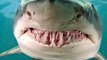 Oceans 10 Most Terrifying Sharks