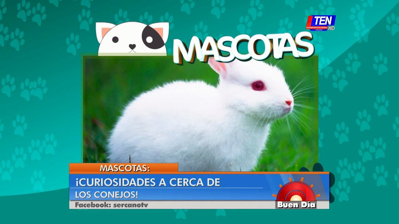 Curiosidades de los conejos