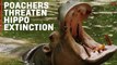Ivory Poachers Shift To Hippo Teeth As Elephants Gain Protections