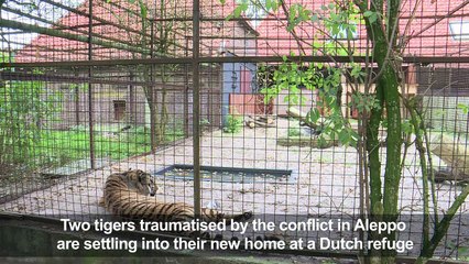 Two rescued Aleppo tigers settle into new Dutch home