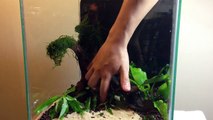 HOW TO: Making a Nano Red Cherry Shrimp Planted Aquarium | TonyTanks