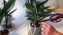орхидея Phalaenopsis: уход после покупки
