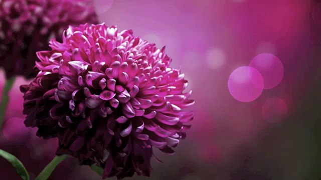 Musica Romantica: Musica di Sottofondo per Cena Romantica, Video Solo Piano Meditazione