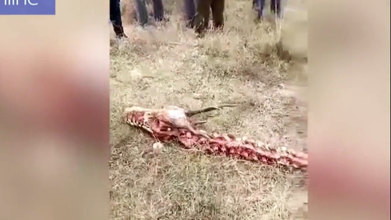 Encuentran en China un esqueleto de un 'dragón' de 18 metros