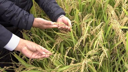 생산자는 제값, 소비자는 안전 먹거리 / YTN