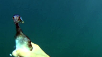 Man Catches Bird Swimming Underwater